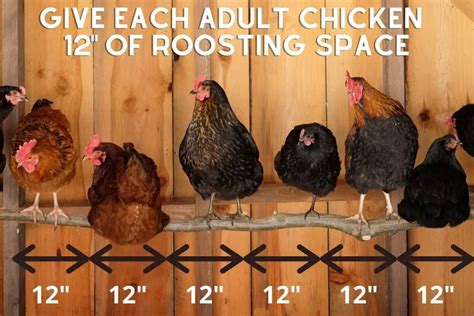 7 Best Tips How To Set Up Chicken Roosting Bars