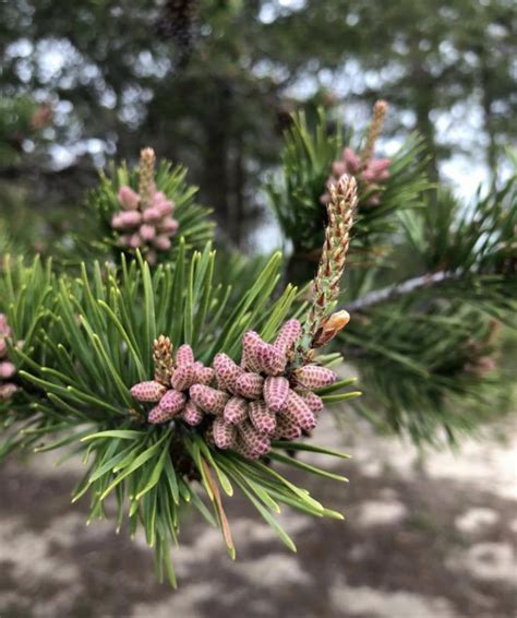 Maryland Biodiversity Project Virginia Pine Pinus Virginiana