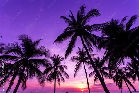 Sunset Purple Tree Photography