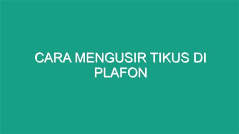 Cara Mengusir Tikus Di Plafon Geograf