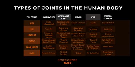 Types Of Joints In The Human Body Named And Explained