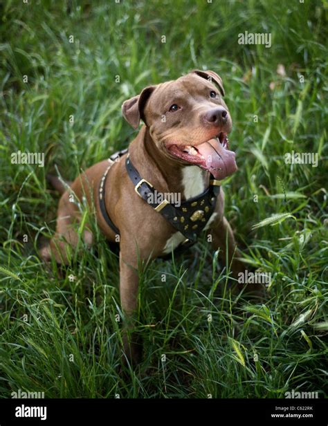 Staffordshire Bull Terriers Hi Res Stock Photography And Images Alamy