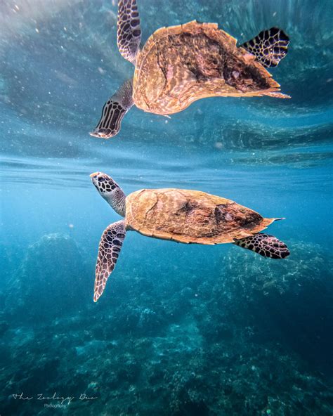 The 5 Best Places To Swim With Turtles In Bali | The Wildlife Travel Blog