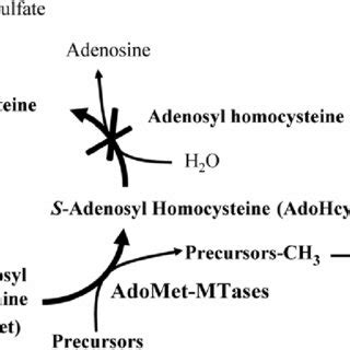 PDF The S Adenosyl L Homocysteine Hydrolase Gene AhcY Of