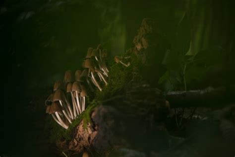 The Weird And Wonderful World Of Fungi Nature Ttl