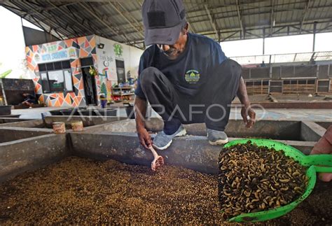 Budi Daya Maggot Bsf Pengurai Sampah Organik Antara Foto