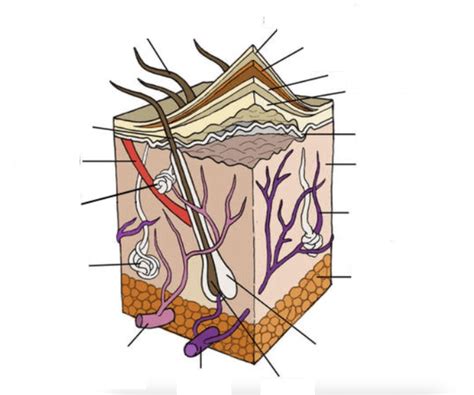 Skin Diagram Diagram | Quizlet