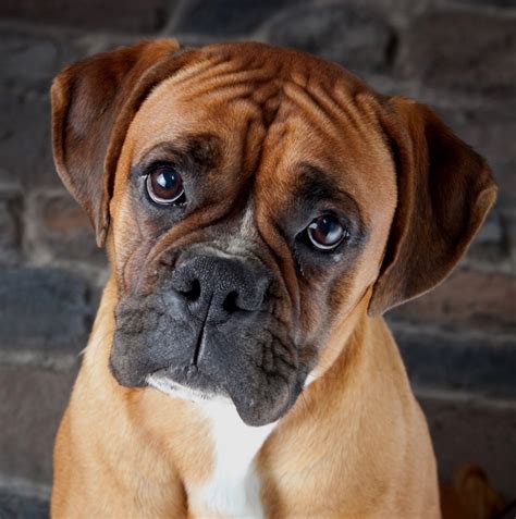 Teacup Mini Boxer Dog For Sale At Lawrence Henry Blog