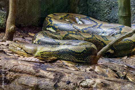 The Reticulated Python Malayopython Reticulatus Is A Species Of Snake