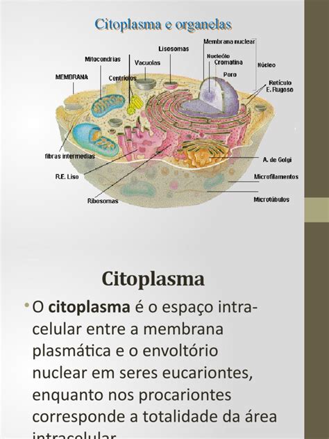 Organelas Se Formam Espontaneamente A Partir Do Citoplasma - Organelas Citoplasmáticas 1° Ano | PDF | Citoplasma | Célula (Biologia)