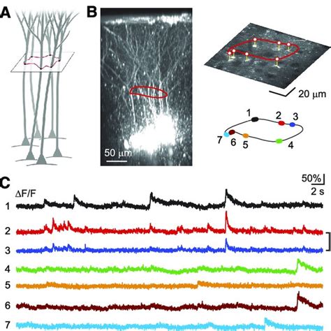 In Vivo Calcium Imaging Of Purkinje Cell Dendrites A Left Sagittal