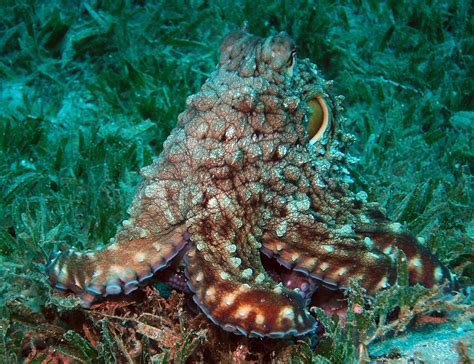 Amazing Facts About The Octopus Business Insider