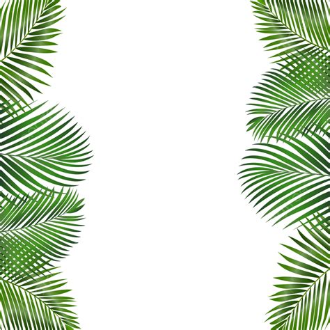 Coconut Leaves Vector Png Images Coconut Leaves Frame Coconut Leaves