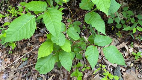 How To Tell The Difference Between Poison Ivy, Poison Oak And Poison Sumac