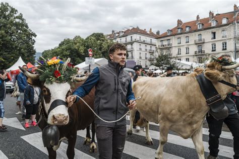 Isère Descente Des Alpages Les Vaches Accueillies Comme Des Reines à