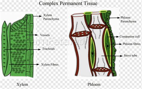 Xylem Tissue And Phloem Tissue