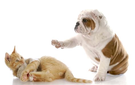 cute dog  cat wallpaper pixelstalk