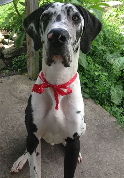 Harlequin Great Dane Puppies Colorado / Great Dane Puppies | Great dane ...