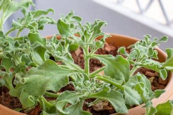 Common Ice Plant: How to Grow This Unique and Tasty Veggie