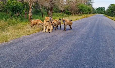 The lion was sleeping with a beautiful dream with his mate when the hyena came and attacked ...