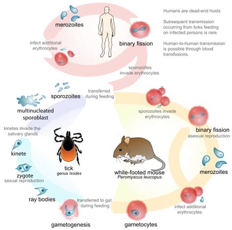 Babesiosis Babesia Parasite Tick Borne Infection