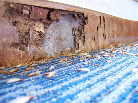 Solved What Does Termite Damage Look Like Bob Vila