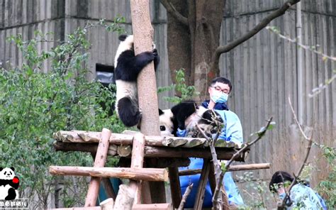 饲养员收猫，不想回的鼓捣抱回去，想回的抱大腿都不理，真好气熊！【大熊猫润玥艾玖和花】哔哩哔哩bilibili