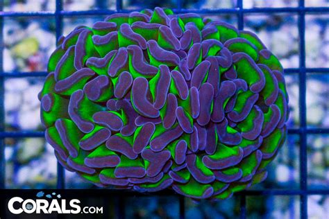 Big Branching Hammer Frag Australia Neon Stems Purple Tips Corals