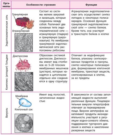 Мембранные органеллы - Учебник по Биологии. 9 класс. Задорожный - Новая ...