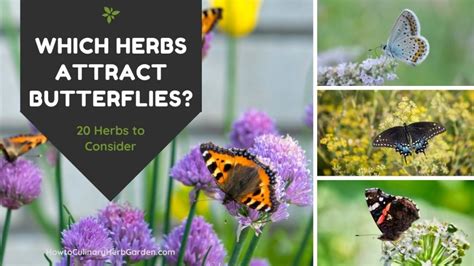 20 Herbs That Will Attract Butterflies To Your Garden