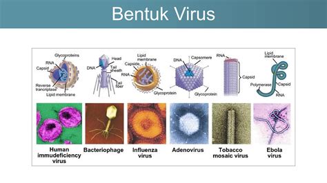 virus terbaru  pelajar kelas  sma pptx