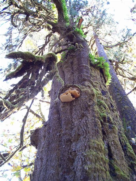 Vancouver Island Big Trees The San Juan Spruce Canadas Largest Sitka Spruce