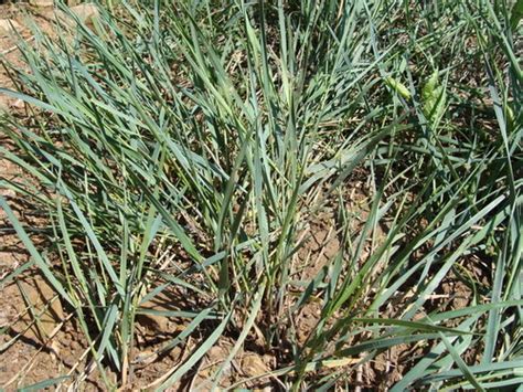 Western Wheatgrass Plants Of John Martin Reservoir State Park · Inaturalist