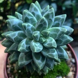 Pachyphytum compactum Pequeña Joya Jardín de Suculentas