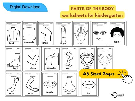 Parts Of The Body Worksheets For Kids Chalkboard