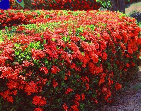 Royal Land Ixora Live Plant Taiwanese Dwarf Red Ixora Chethi Healthy