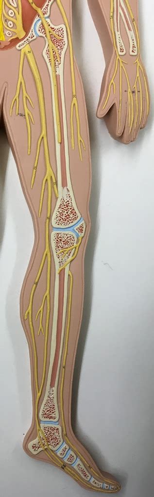 Leg Lateral Aspect Diagram Quizlet