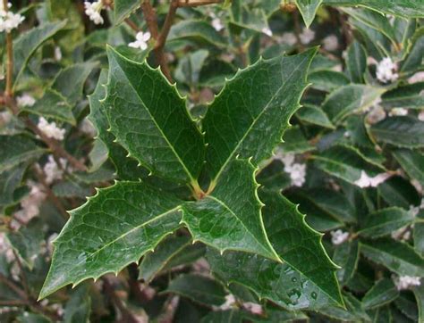 Osmanthus aquifolium Società Agricola Vivai Piante Brazzale Luigi S S