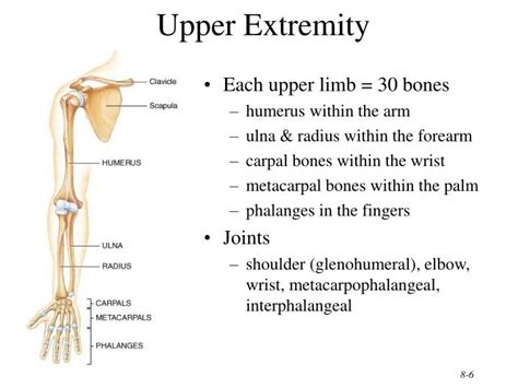 Upper Extremity Skeleton