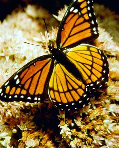 Monarch Butterfly Danaus Plexippus 군주나비 Image Only