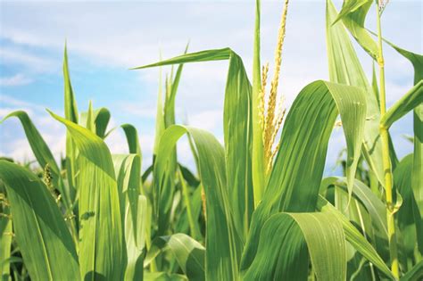 Corn Diseases To Watch For This Season Grainews