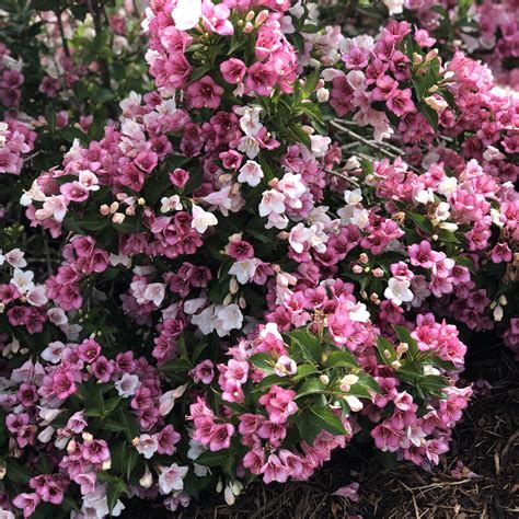 Weigela Czechmark Trilogy Buy Weigela Shrubs Online