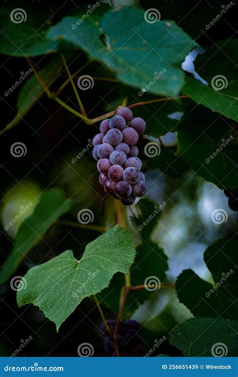 Tomada Vertical De Uvas Roxas De Ameixa Penduradas No Galho Folhas