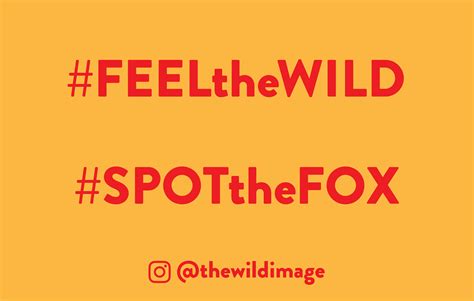 SPOT the FOX! – Daniel Fox – FEEL THE WILD