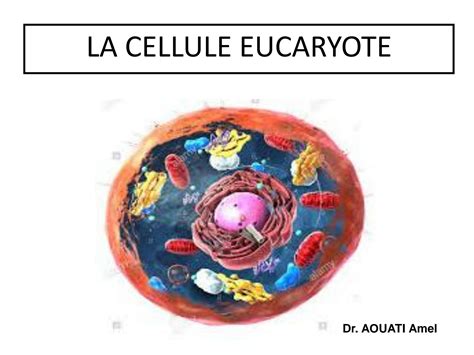 SOLUTION Cytologie 02 La Cellule Eucaryote Studypool