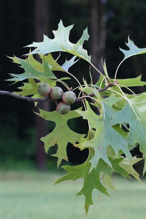 Quercus Palustris Pin Oak Caragh Nurseries