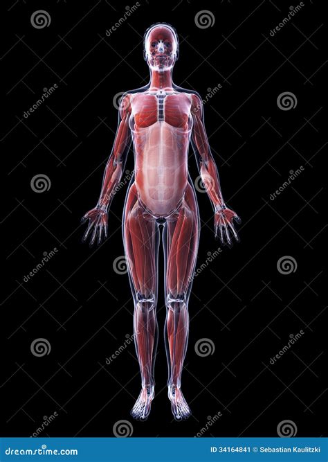 The Female Muscle System Stock Illustration Illustration Of Science