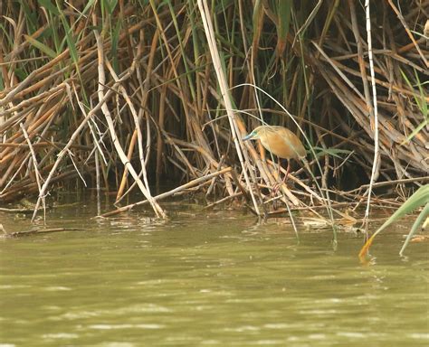 Squacco Heron Daniel Lombard Flickr