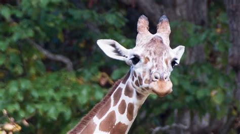 Giraffe dies at the North Carolina Zoo