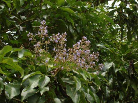 Vitex parviflora - Alchetron, The Free Social Encyclopedia